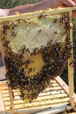 Bienenkiste für Honig-Bienen zum Imkern - versch. Ausführungen