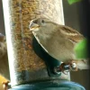 dobar Vogelfutter - versch. Varianten