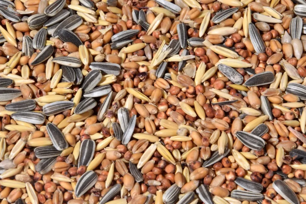 dobar Vogelfutter - versch. Varianten