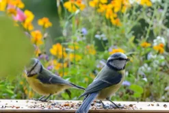 dobar Vogelfutter - versch. Varianten