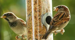 dobar Vogelfutter - versch. Varianten