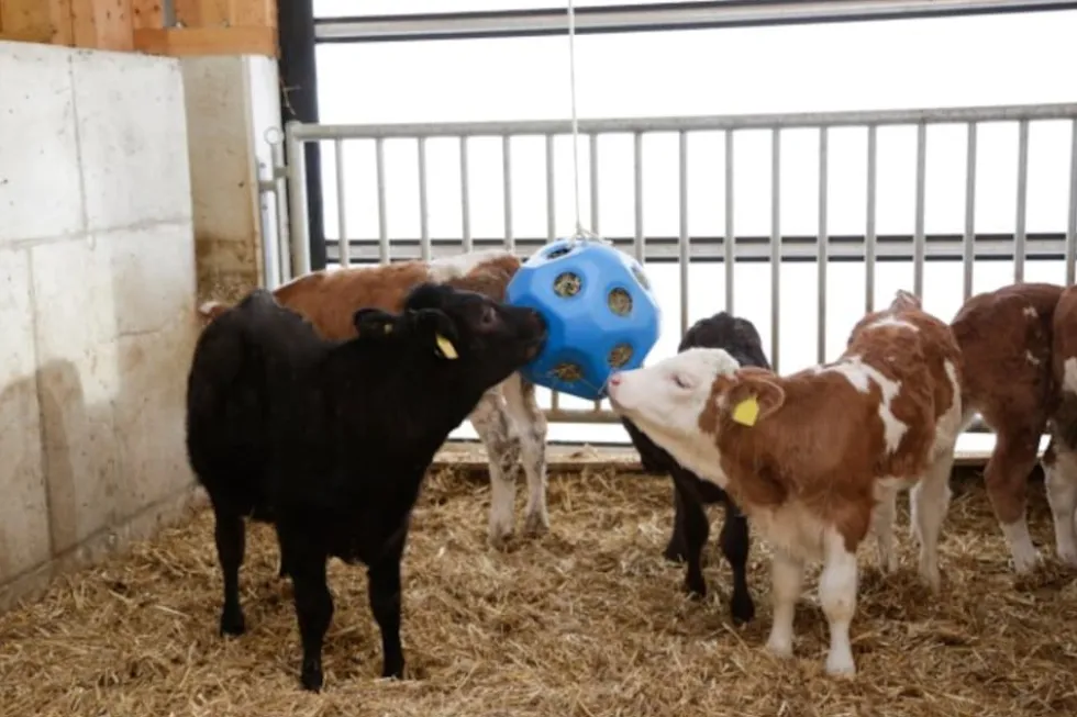 Kerbl Futterball Futterspielball blau für Pferde / Spielzeug für Tiere - 3210385